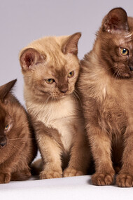 Le angoscianti estati dei gatti