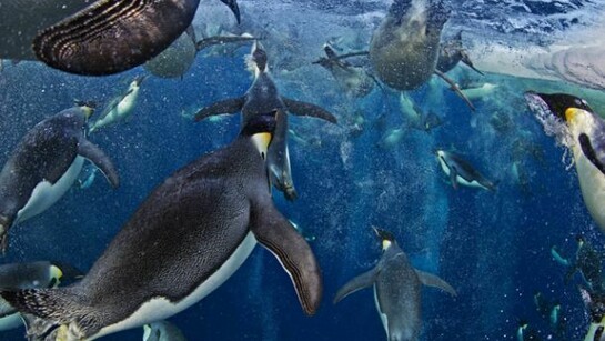 Paul Nicklen, Bubble-jetting emperor