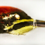 Aves. Courtesy of Galerie Claude Samuel