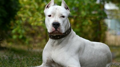 El dogo argentino, creación singular y poderosa, refleja con fidelidad tanto las aspiraciones como las contradicciones de la nación que lo engendró