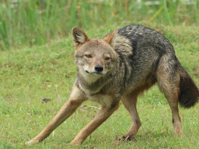 Golden Jackal, Kumana National Park (c) Gehan de Silva Wijeyeratne