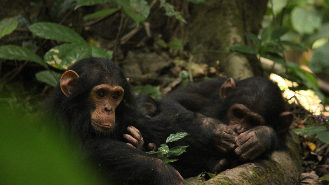 A orillas del lago Tanganica, en Gombe, la famosa primatóloga Jane Goodall dedicó muchos años a investigar el comportamiento de los chimpancés en libertad. Dos chimpancés jóvenes juegan juntos en el Parque Nacional de Gombe, en Tanzania