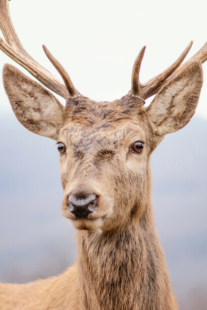 A white-tailed deer, a classic sight in Montana, USA