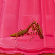 L. Song Wu, Budino (Dolce) (detail). Courtesy of Johansson Projects 