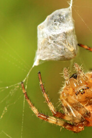 ¿Qué nos mueve a utilizar la tecnología y las redes?