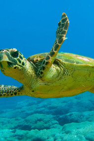 Tortuga boba del Mediterráneo
