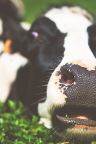 O sistema cria monstros: o triste destino das vacas leiteiras