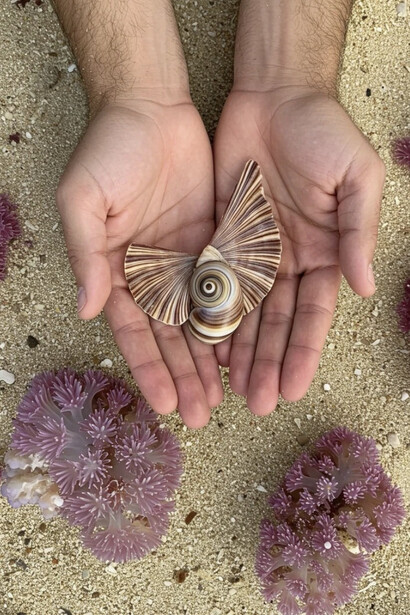 The dream of shells that never existed. Courtesy of Pg Art Gallery