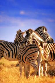 Parco Nazionale di Etosha, Namibia – Zebre si riposano disposte in modo da controllare l’arrivo di eventuali predatori. Ph Sergio Pessolano