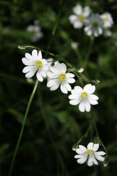 El autoconocimiento actúa como una semilla que, al ser cuidada, permite que la persona florezca en autenticidad y plenitud
