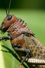 Chapulín es el nombre que se le da en México a varias especies de saltamontes