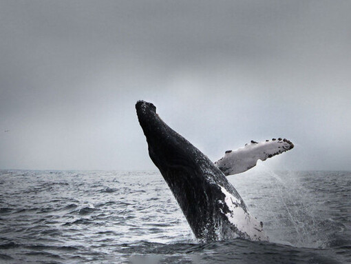 Ballena jorobada avistada en Puerto López, Ecuador. Las tortugas marinas, presentes en playas y aguas abiertas, recuerdan la fragilidad de los ecosistemas costeros y la necesidad de preservarlos