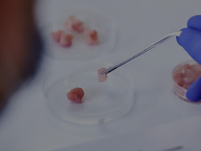 Cultivated meat sample being held with a set of tweezers