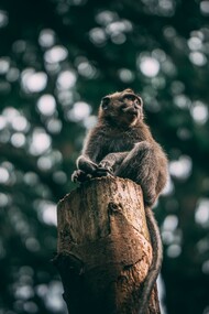 Anche le scimmie pensano