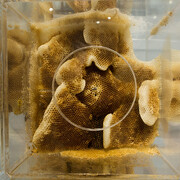 Ren Ri, Yuansu Series