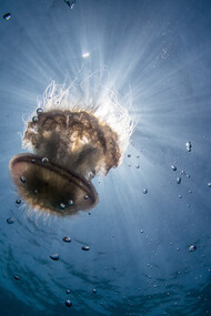 Oceans are an essential component of the Earth's ecosystem