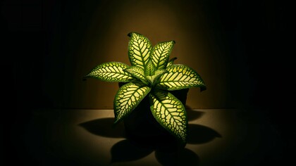 Light as signal: illumination as communication in the semiosphere