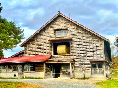 Cow barn at Koiwai Farm © Alma Reyes
