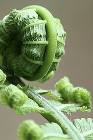 Jacques Monod est un biologiste et biochimiste français de l'Institut Pasteur de Paris