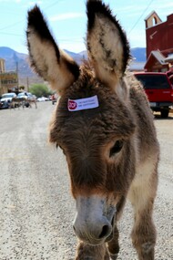 The burros in Oatman are the descendants of the pack animals that carried gold and equipment into and out of the mines