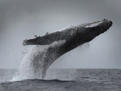 Ballena jorobada avistada en Puerto López, Ecuador. En la Isla de la Plata, piqueros de patas azules y fragatas habitan un entorno protegido que permite observar de cerca sus ciclos de vida