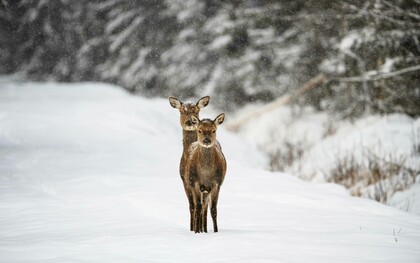 Due cerbiatti in un tranquillo paesaggio invernale ammantato di neve: "E ora è il momento di entrare nel bosco. Di lasciare che la neve, il silenzio e le voci nascoste della notte ci guidino. Una notte speciale ci sta aspettando"