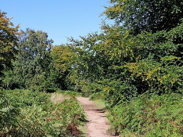 Forestry track junction amid the woodlands of Cannock Chase, Staffordshire, England