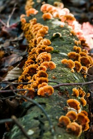 Close-up shot of a tree log covered with fungi in a forest