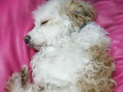 O cheiro e o sabor eram as marcas dessa dona que se ausentava para outros afazeres, eu. Depois, sempre agarrado a essas preciosidades, vestígios do seu primeiro colo, foi-se ligando mais ao meu avô, companhia certa para os passeios necessários e desejados, afago carinhoso e presença calma, com voz bem timbrada, conversador    