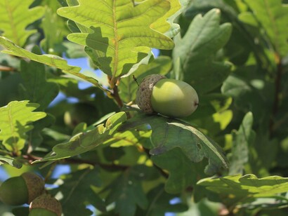 Like an acorn holding the potential of a great oak, each of us carries a unique force waiting to grow