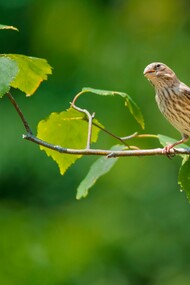 It took my mind away from the morning chores and I drifted away into memories