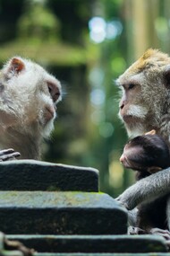 A coniare il termine cannibalismo per la prima volta fu Cristoforo Colombo