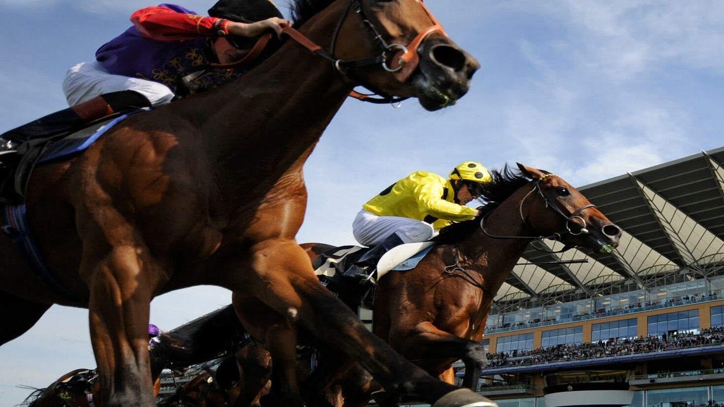 Скачки фаворитов. Скачки профессиональные фото широкоформатные. Haydock racecourse logo. Скачки собак. Скачки в динамике.