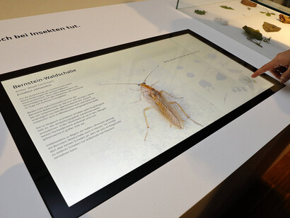 Schnee war gestern, ausstellungsansicht. Mit freundlicher genehmigung des Naturhistorischen Museums