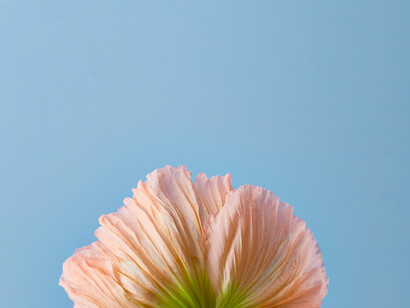 A soft pink poppy in a blue background reminds us that in a noisy world, stillness speaks