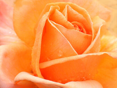 Yume significa sueño. Rosa Yume, Japón