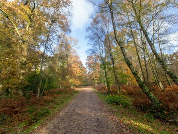 Il sentiero nel bosco: "Ogni giorno scopriamo la fatica e la bellezza del camminare, la percezione dell’avanzare costante, la consapevolezza che ogni passo comporta un istante di perdita di equilibrio per trovare un nuovo, provvisorio equilibrio nel passo successivo"