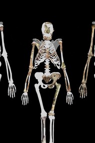 Australopithecus Sediba e Lucy