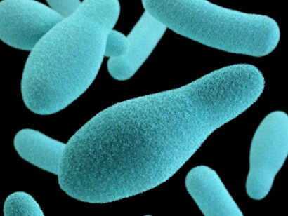 Les bactéries sont des micro-organismes unicellulaires dépourvus de noyau et d'autres organites liés à une membrane