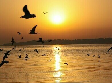 Ficamos olhando-a revolutear nos ares e, por algo tão simples, sentimos uma alegria verdadeira. Salvamos uma vida! Uma simples andorinha, mas toda vida é preciosa. Foi uma emoção


