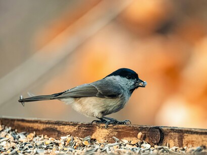 Não entendo de pássaros, mas logo reconheci a espécie, por ser muito comum na minha região. A pobrezinha estava no piso, bem junto ao vidro, olhando desconsolada a paisagem. Como é triste ver um passarinho paralisado, murcho, com peninhas arrepiadas e perninhas vacilantes



