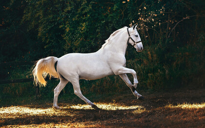 Le cheval blanc devient véhicule d’Espérance, portant l’élan d’un exil volontaire