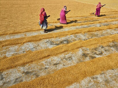 Habra, West Bengal, India, women laborers drying grains under the sun, highlighting traditional agricultural work in South Asia