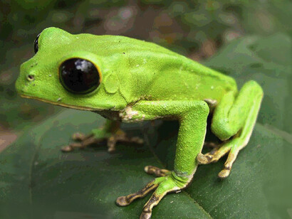 La Phyllomedusa camba, o rana mono de ojos negros, es una especie de anfibios de la subfamilia Phyllomedusinae. Se encuentra en Bolivia, Brasil y Perú. Se la ha observado entre 280 y 1000 metros sobre el nivel del mar. Phyllomedusa camba, Parque Nacional de Manu, Peru