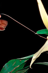Un'orchidea impollinata da una farfalla