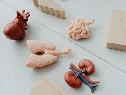 The heart pumps blood to deliver oxygen and nutrients to every cell