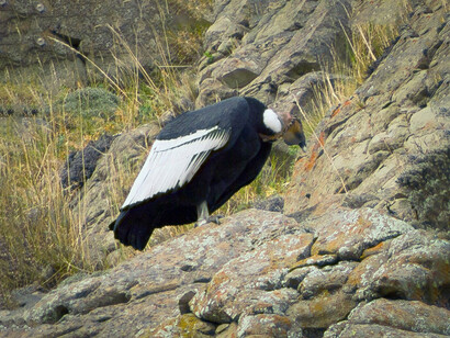 Otras aves emblemáticas como el chiguanco y la tanka ya ingieren microplásticos al alimentarse en entornos urbanos y rurales, incorporando estos residuos a sus organismos sin posibilidad de evitarlos