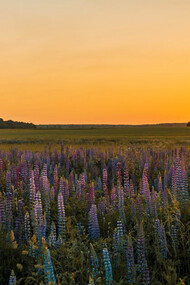 In the fading light, the lavender stands tall and resilient, mirroring the flower's quiet defiance against the world's whims and the steadfast beauty it represents