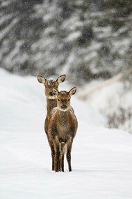 Due cerbiatti in un tranquillo paesaggio invernale ammantato di neve: "E ora è il momento di entrare nel bosco. Di lasciare che la neve, il silenzio e le voci nascoste della notte ci guidino. Una notte speciale ci sta aspettando"
