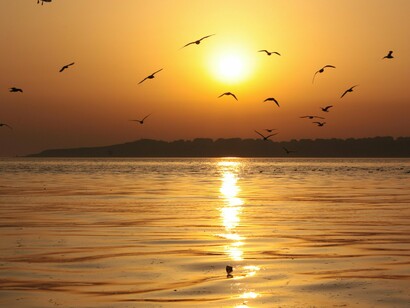 Mais alguns segundos e muitas outras se aproximaram, juntando-se em revoadas e enchendo o céu de alegria. Encontrou seu parceiro e depois seus amigos. Foi mais emoção